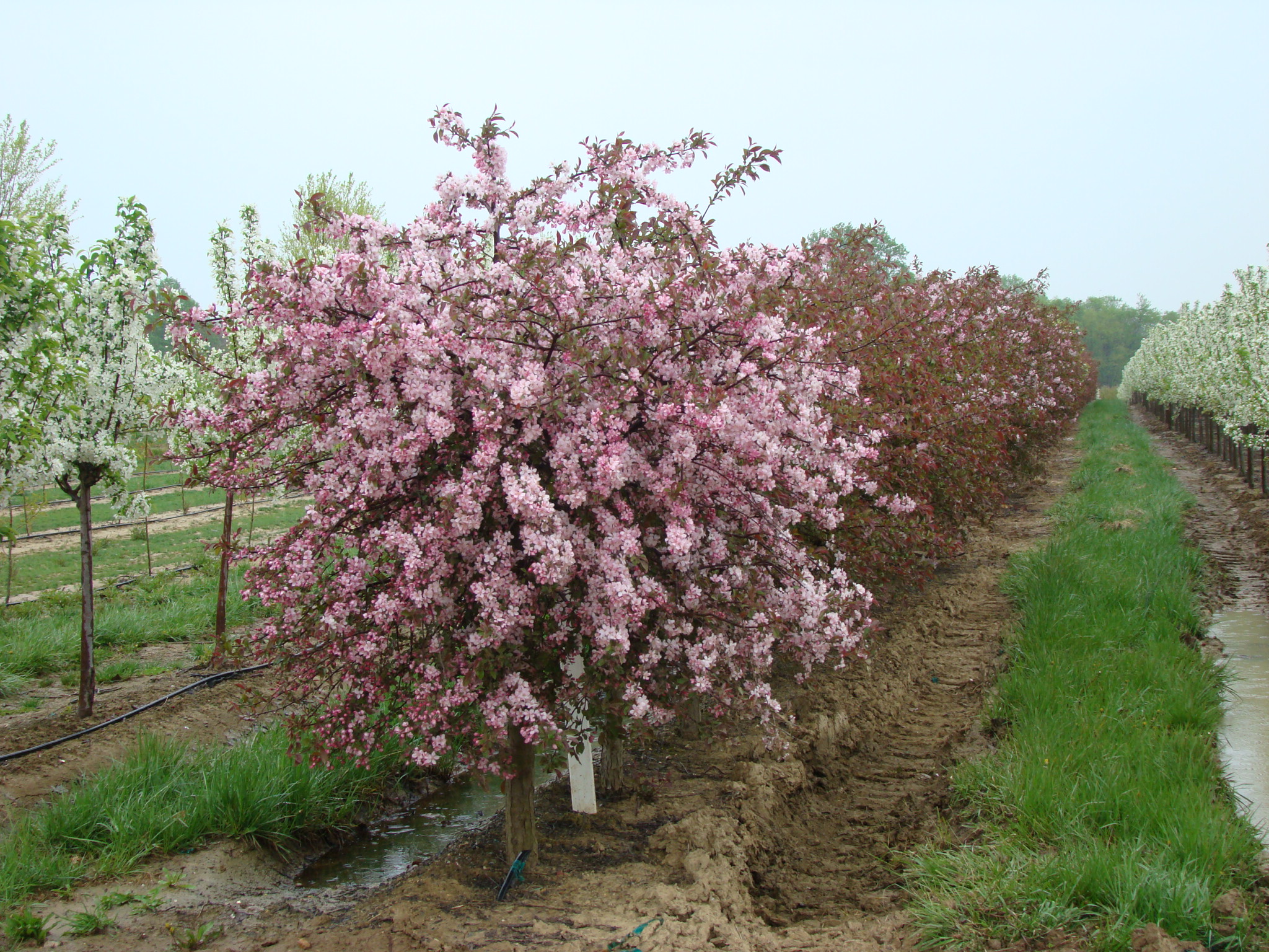 Malus Pink Princess 3.0 in flws row - Moon Nurseries