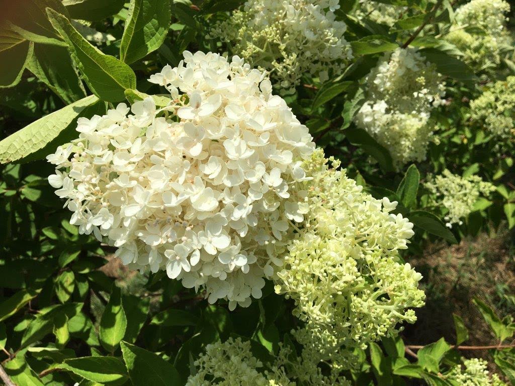 hydrangea paniculata grandiflora tree