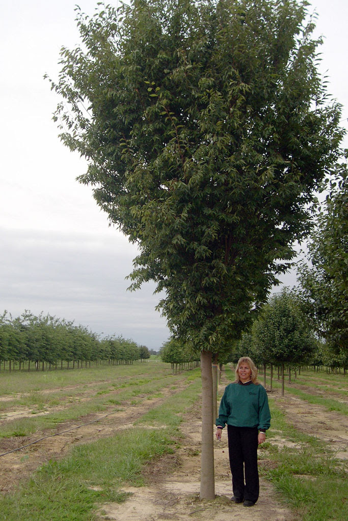 Musashino Zelkova Urban Superstar Moon Nurseries
