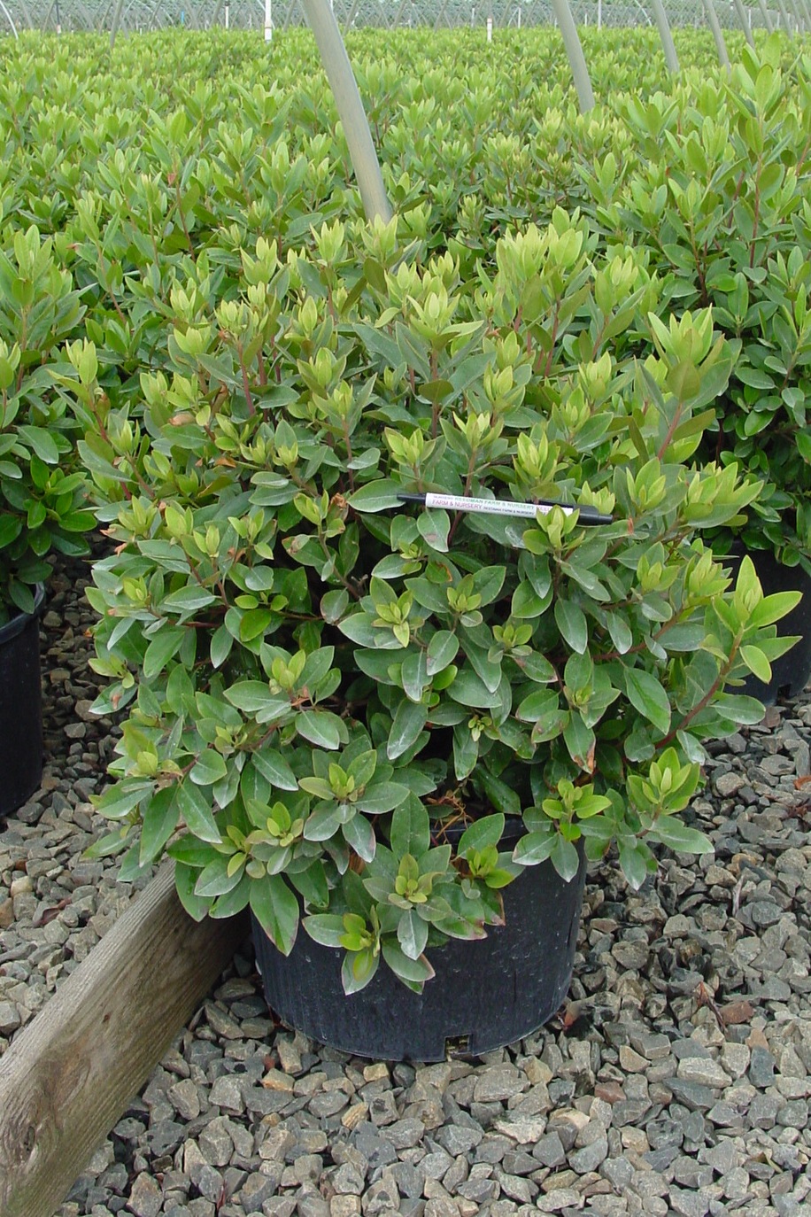Rhododendron PJM - Moon Nurseries