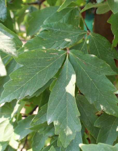 Acer griseum Multi-Stem - Moon Nurseries