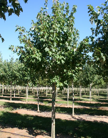 Acer rubrum ‘Red Sunset’ - Moon Nurseries