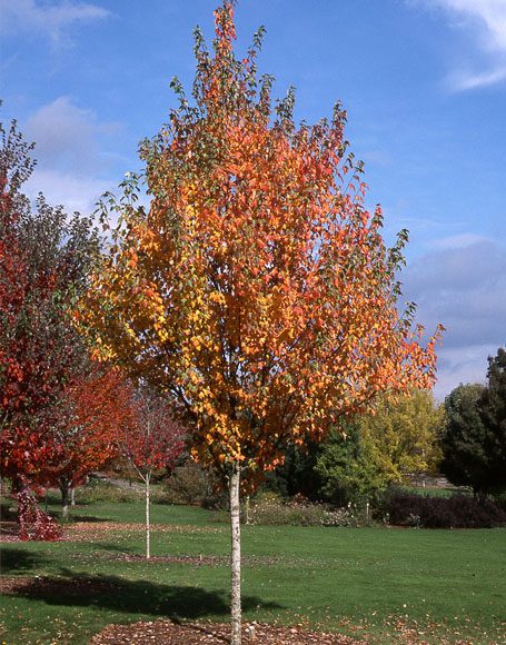 Acer rubrum ‘New World’ - Moon Nurseries