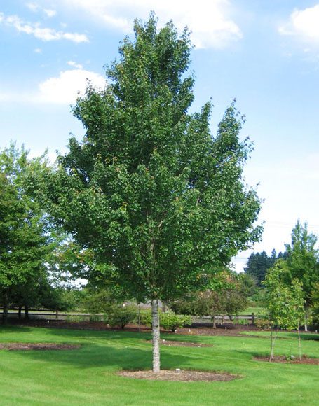 Acer rubrum ‘New World’ - Moon Nurseries