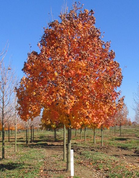 Acer saccharum ‘Commemoration’ - Moon Nurseries