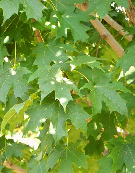 Acer saccharum ‘Green Mountain’ - Moon Nurseries