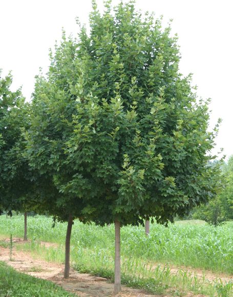 Acer saccharum ‘Legacy’ - Moon Nurseries