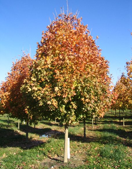 Acer saccharum ‘Legacy’ - Moon Nurseries