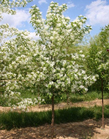 Chionanthus retusus - Moon Nurseries