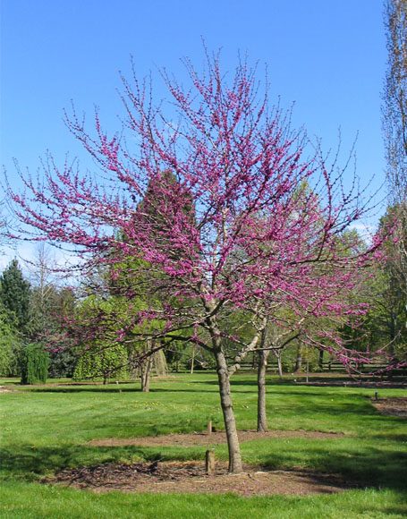 Cercis reniformis ‘Oklahoma’ - Moon Nurseries