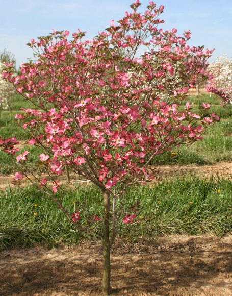 Cornus florida rubra - Moon Nurseries