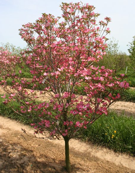 Cornus florida rubra - Moon Nurseries