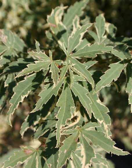 Acer palmatum 'Roseo Marginatum' - Moon Nurseries