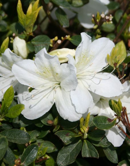 Azalea x ‘Delaware Valley White’ - Moon Nurseries