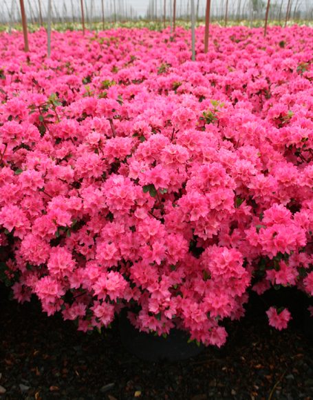 Azalea Roehr S Tradition Moon Nurseries