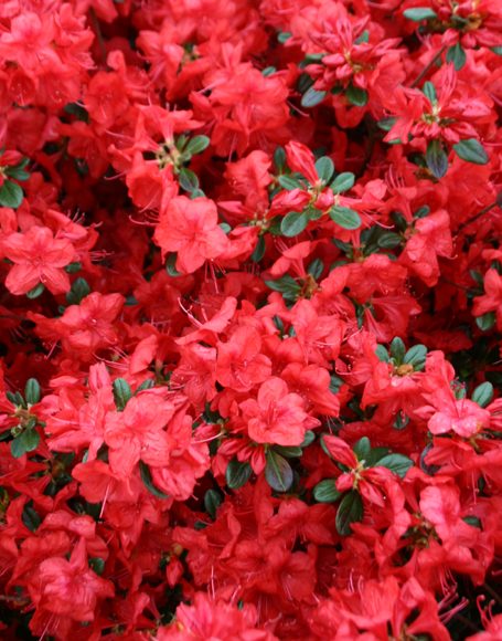 Azalea ‘Stewartstonian’ - Moon Nurseries