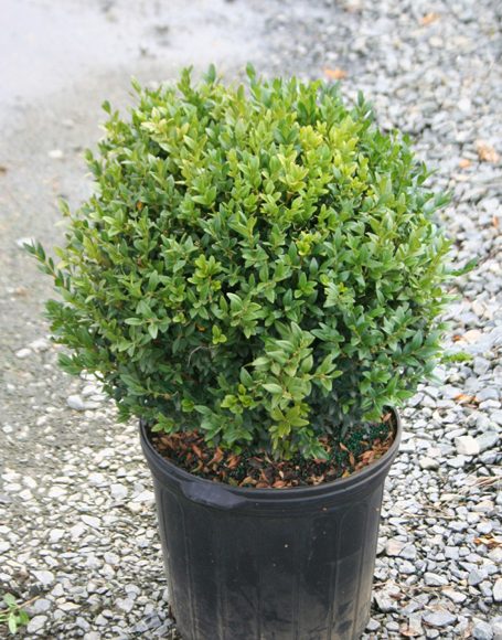 Buxus koreana ‘Green Ice’ - Moon Nurseries