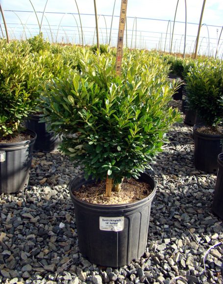 Buxus microphylla var. koreana - Moon Nurseries