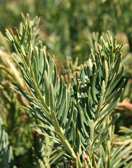 Cephalotaxus harringtonia ‘Duke Gardens’ - Moon Nurseries