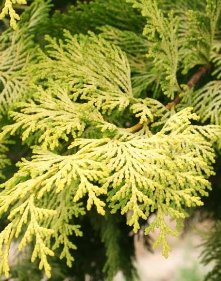 Chamaecyparis obtusa ‘Crippsii’ - Moon Nurseries