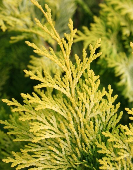 Chamaecyparis obtusa ‘Crippsii’ - Moon Nurseries