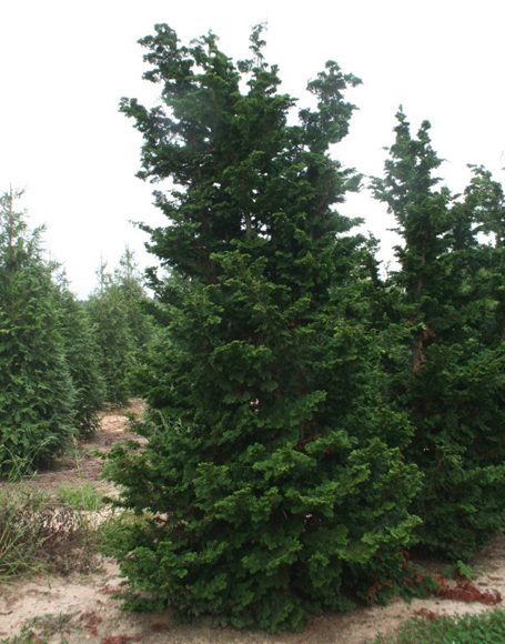 Chamaecyparis obtusa ‘Well's Special’ - Moon Nurseries