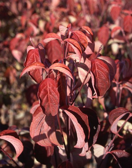 Cornus x rutdan ‘Celestial’ - Moon Nurseries