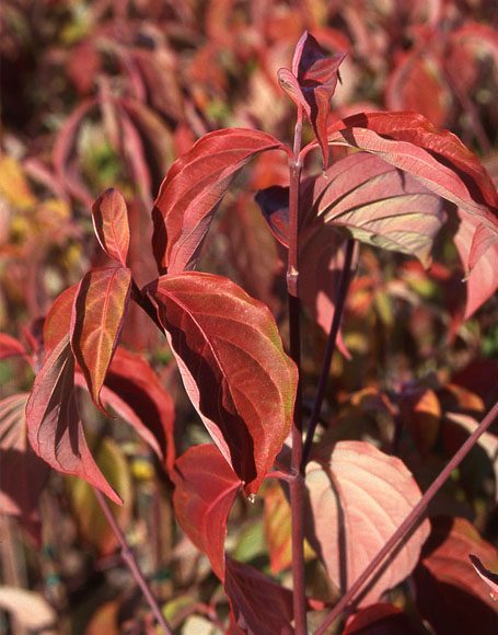 Cornus x rutcan ‘Constellation’ - Moon Nurseries