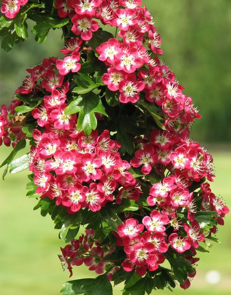 Crataegus laevigata ‘Crimson Cloud’ - Moon Nurseries