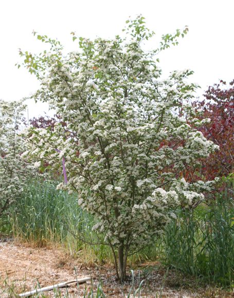 Crataegus viridis ‘Winter King’ Multi-Stem - Moon Nurseries