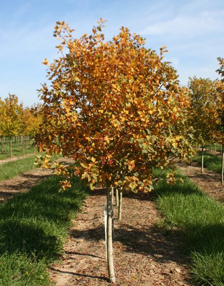 Crataegus Viridis ‘winter King’ - Moon Nurseries