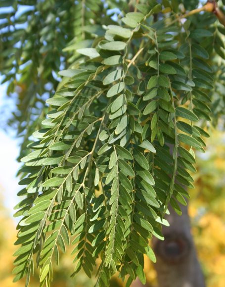 Gleditsia triacanthos var. inermis ‘Shademaster’ - Moon Nurseries