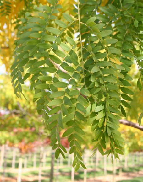 Gleditsia triacanthos var. inermis ‘Skyline’ - Moon Nurseries