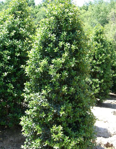 Ilex x aquifolium ‘Centennial Girl’ - Moon Nurseries