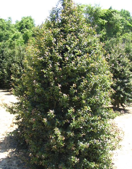 Ilex x aquifolium ‘Dragon Lady’ - Moon Nurseries