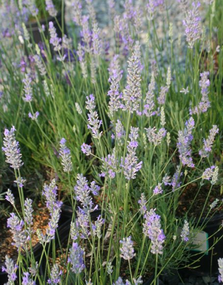 Lavandula x intermedia ‘Provence’ - Moon Nurseries