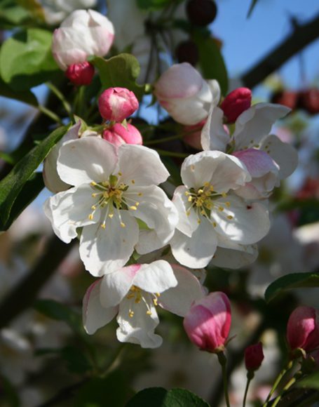 Malus ‘Donald Wyman’ - Moon Nurseries