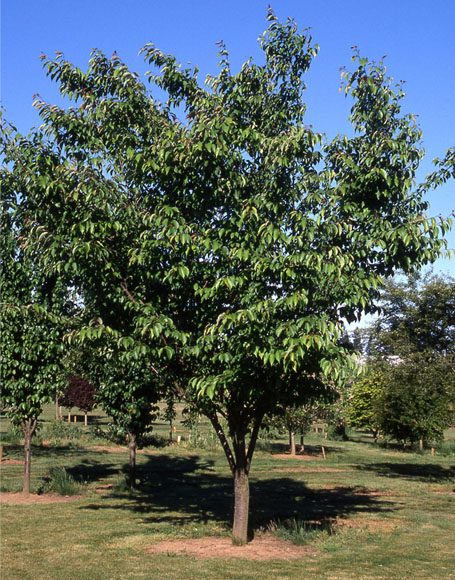 Malus sargentii - Moon Nurseries