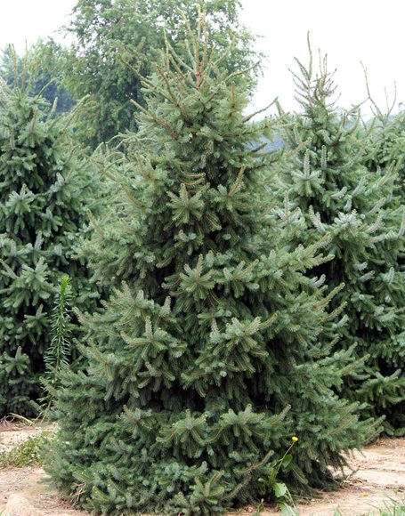 Picea omorika - Moon Nurseries