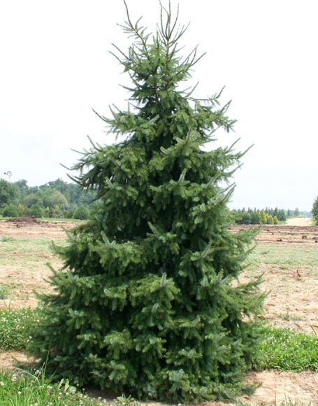 Picea omorika - Moon Nurseries