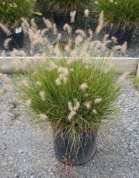 Pennisetum Alopecuroides ‘little Bunny’ - Moon Nurseries