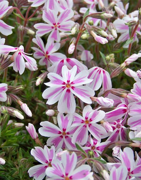 Phlox subulata ‘Candy Stripe’ - Moon Nurseries