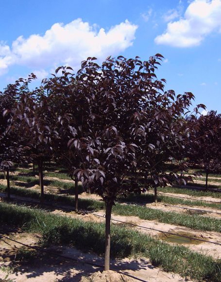 Prunus Serrulata ‘royal Burgundy’ Moon Nurseries