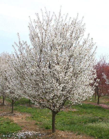 Prunus x ‘Snow Goose’ - Moon Nurseries