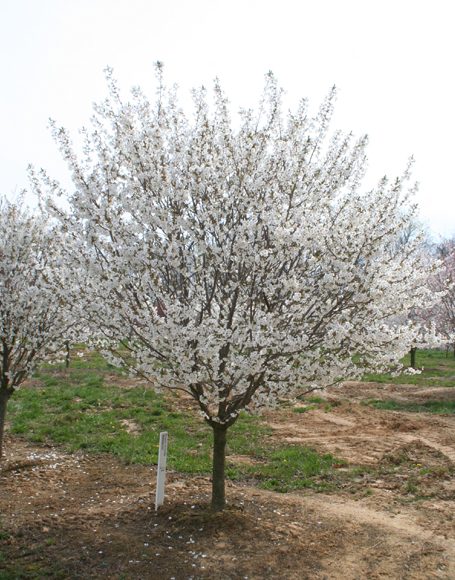 Prunus x ‘Snow Goose’ - Moon Nurseries