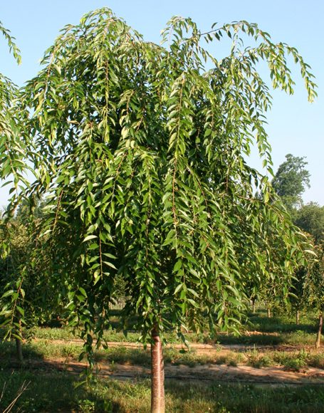 Prunus x ‘Snofozam’ GFT - Moon Nurseries