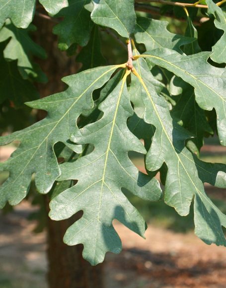 Quercus alba - Moon Nurseries