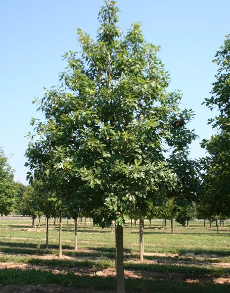 Quercus borealis (rubra) - Moon Nurseries