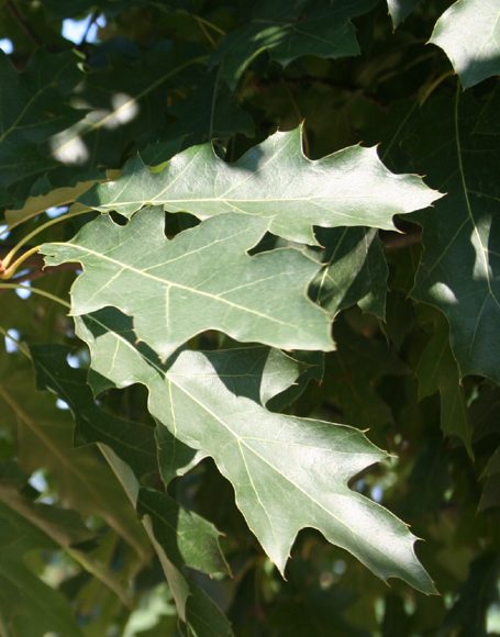 Quercus borealis (rubra) - Moon Nurseries