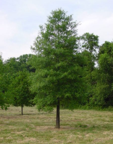 Quercus phellos - Moon Nurseries